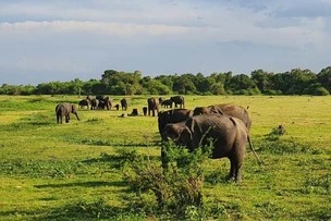 Safari Kaudulla National Park